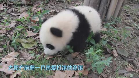 大熊猫和人的搞笑视频,与人类欢乐互动瞬间