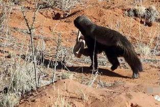 蜜獾搞笑图片,动物界的“喜剧之王”
